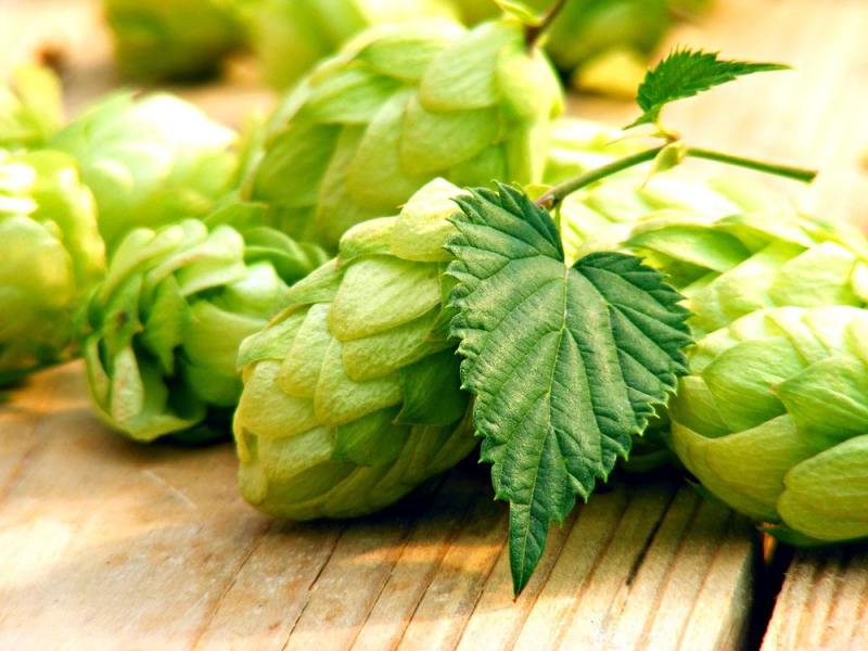 精釀啤酒 | 酒花制品的種類及特點(diǎn)有哪些？