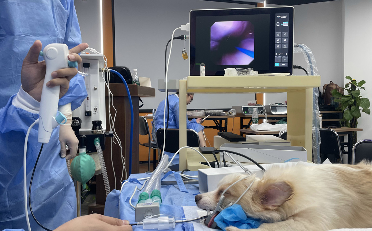 一次性支氣管鏡 一次性支氣管鏡